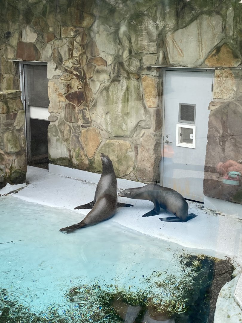California Sea Lions