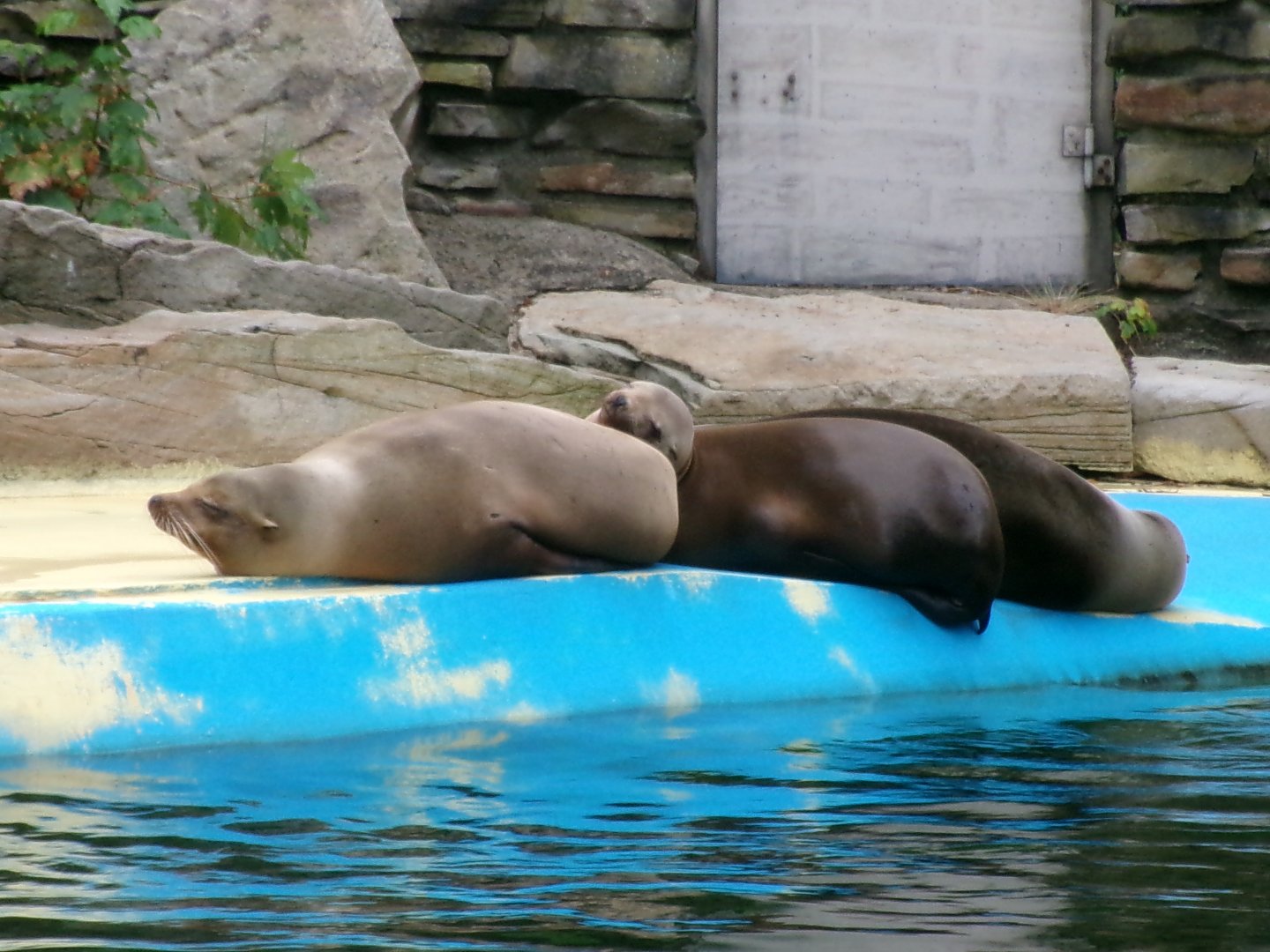 California sea lions