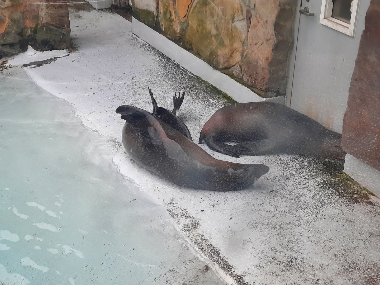 California Sea Lions