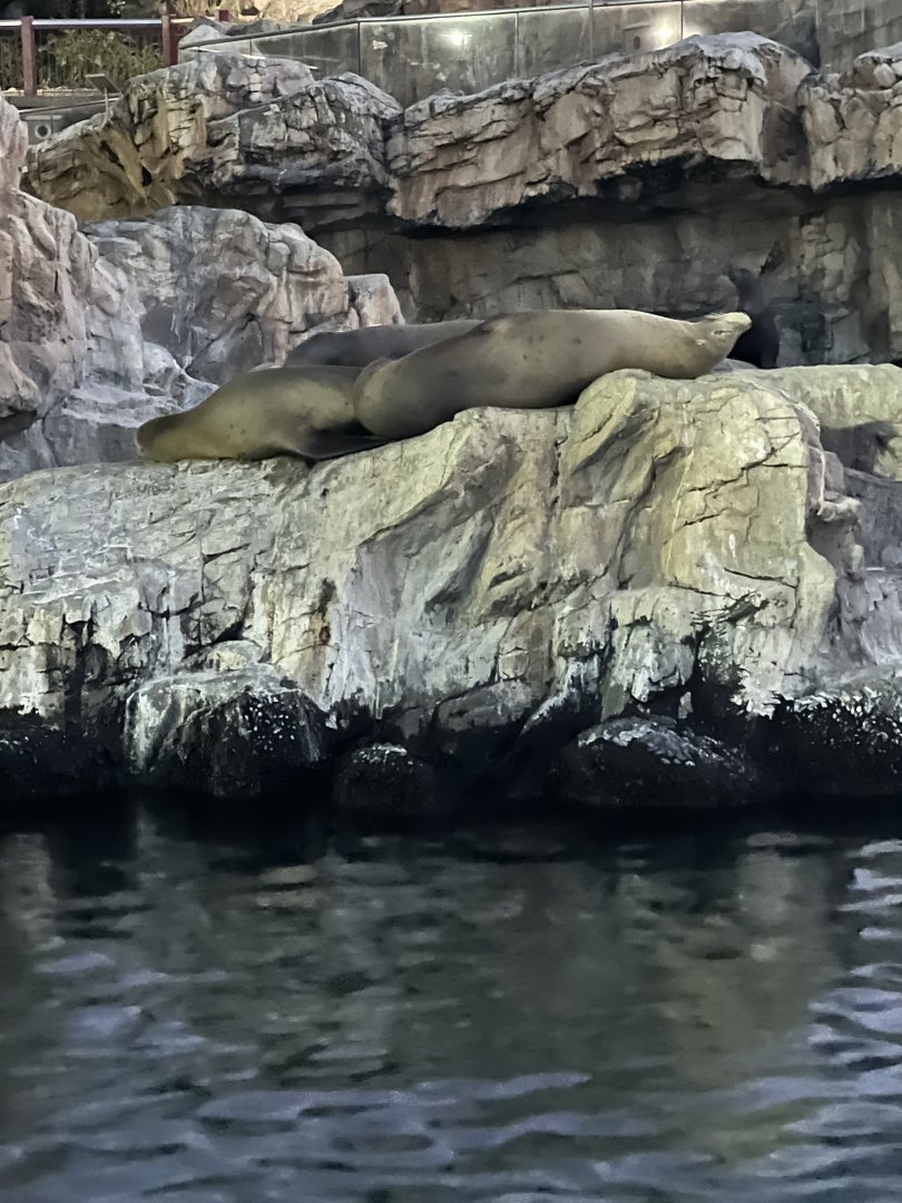 California Sea Lions