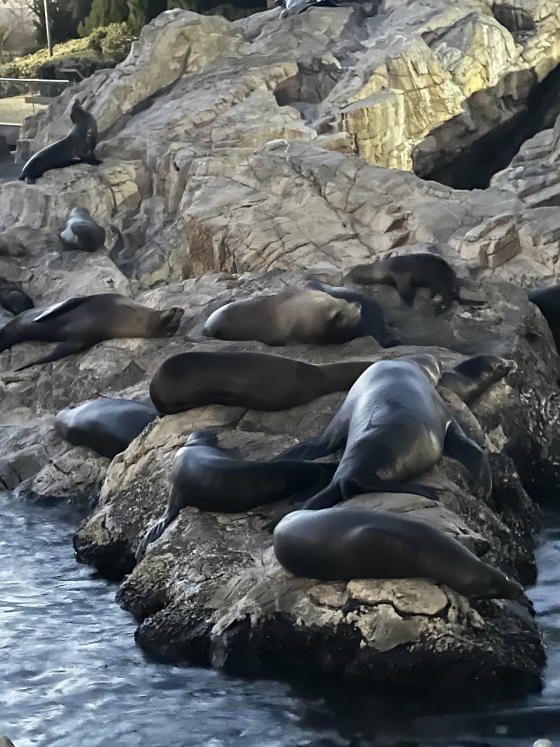 California Sea Lions