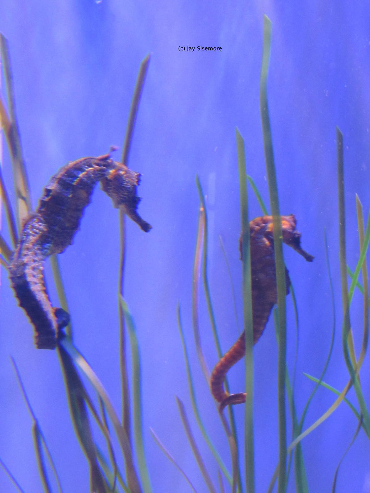 California Seahorses