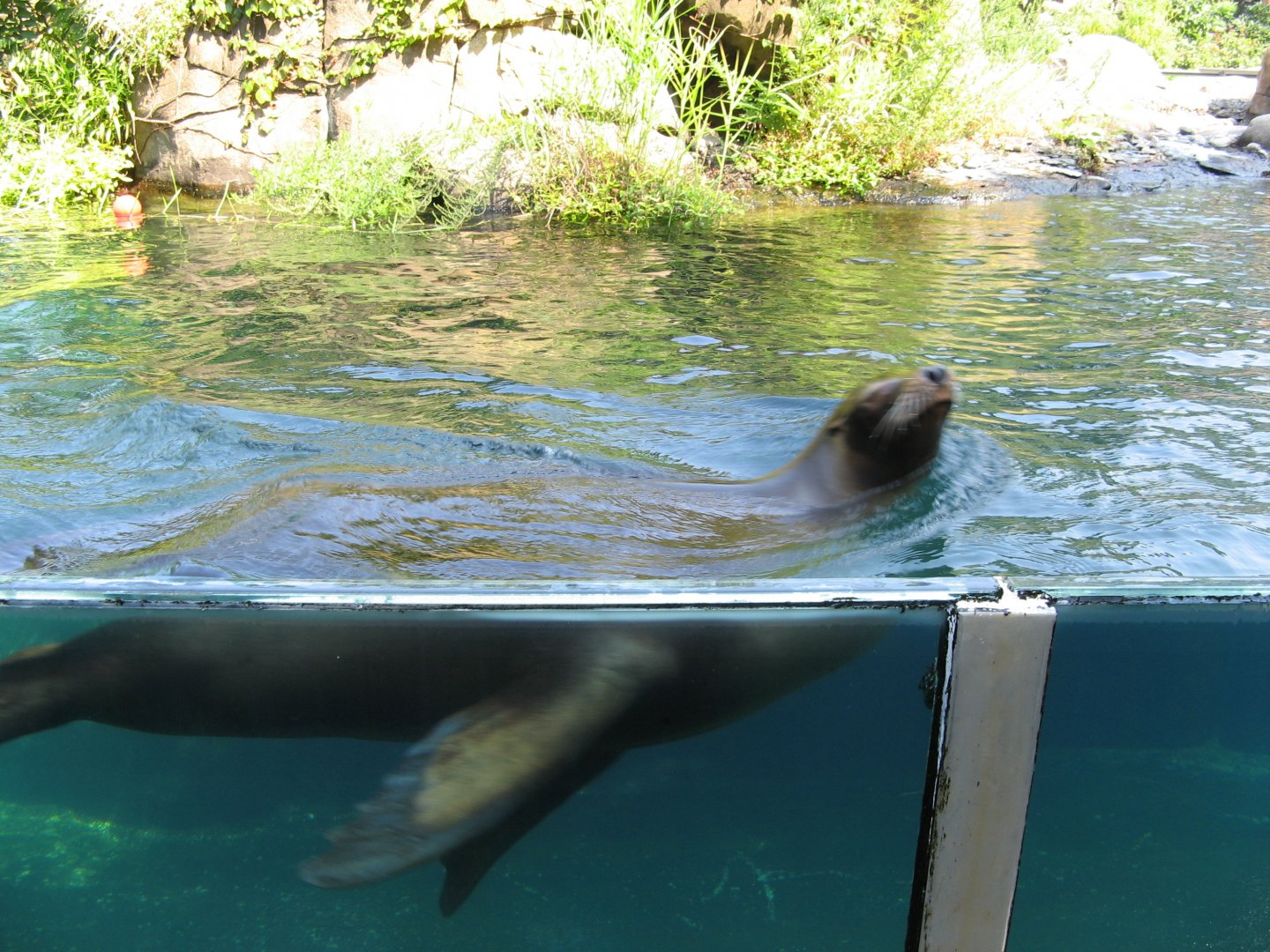 California Seal Lion (2008)