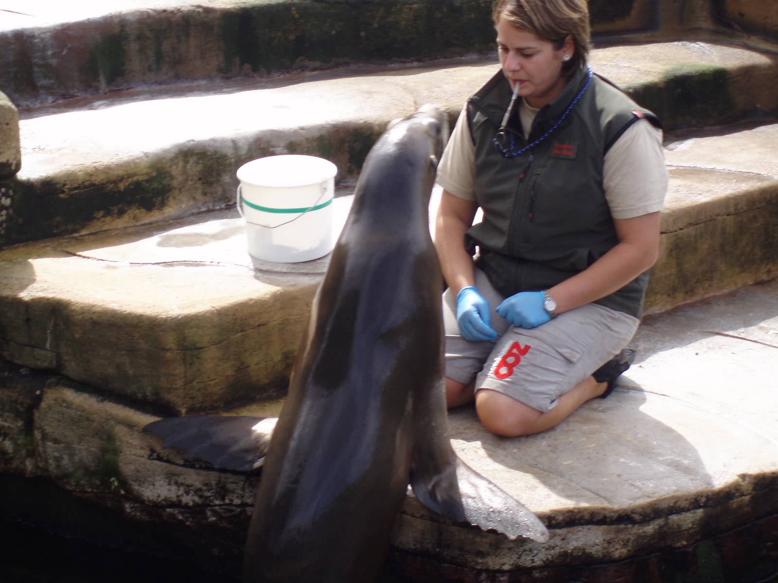 California sealion and trainer