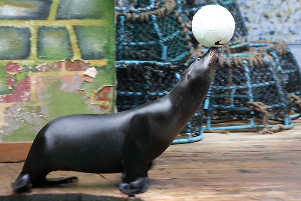 California Sealion at Knowsley Safari Park