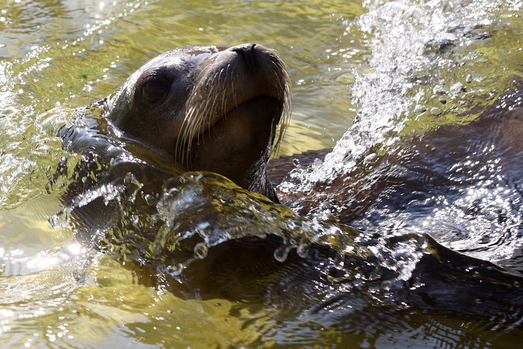 California Sealion at Knowsley
