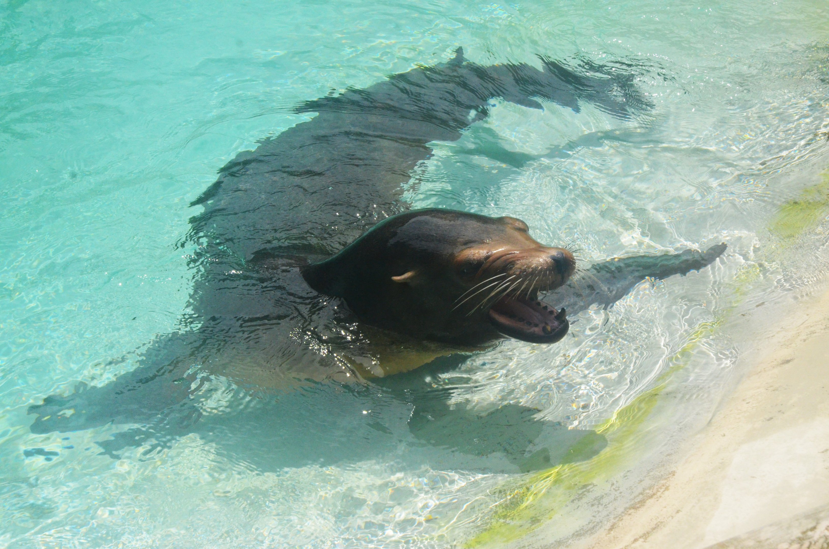 California Sealion at La Flèche, 11/06/18