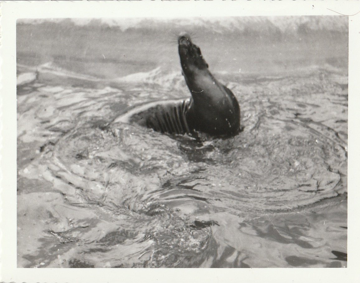 California Sealion at Whipsnade Zoo - taken circa August/September 1960