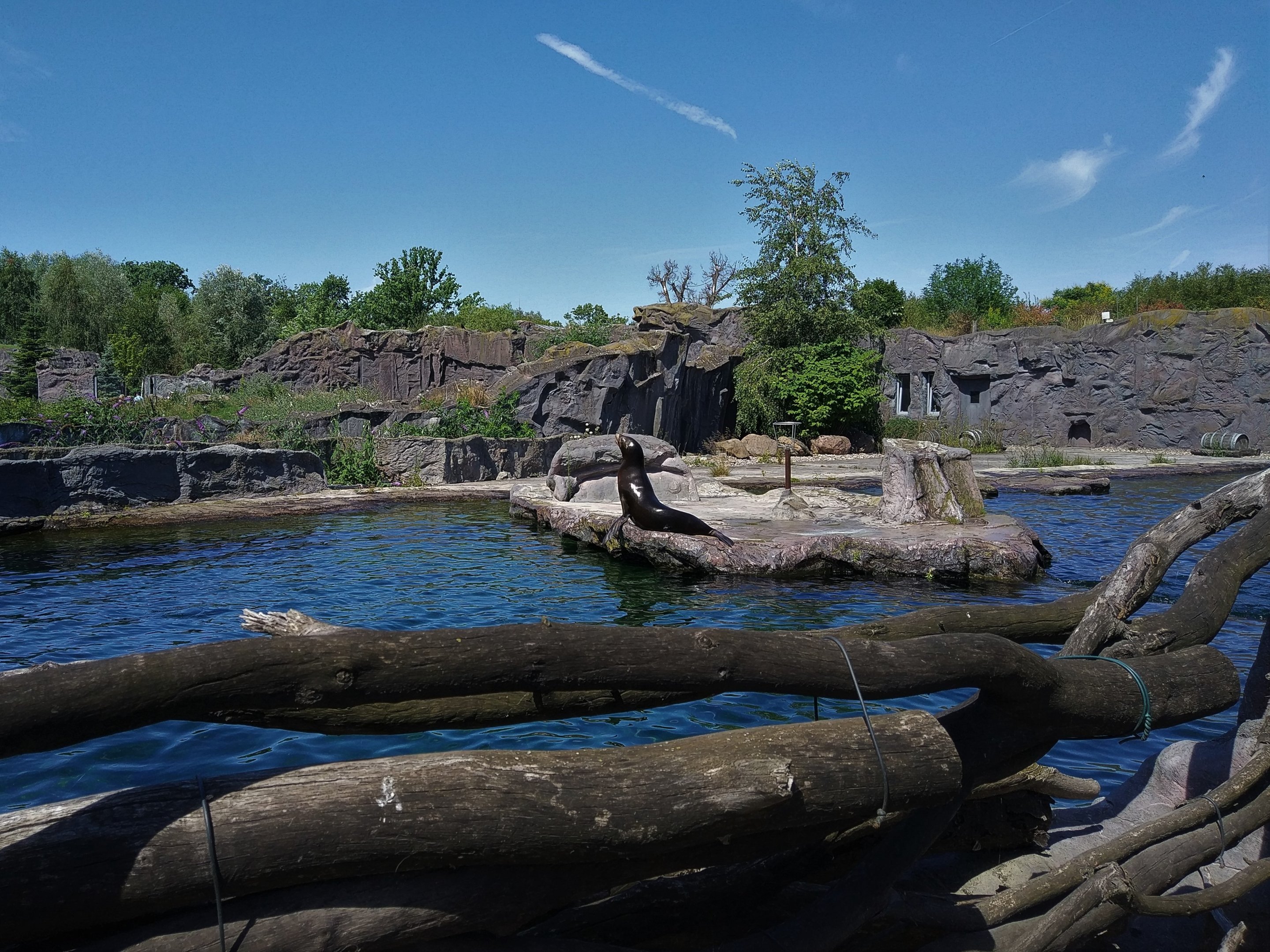 California Sealion exhibit