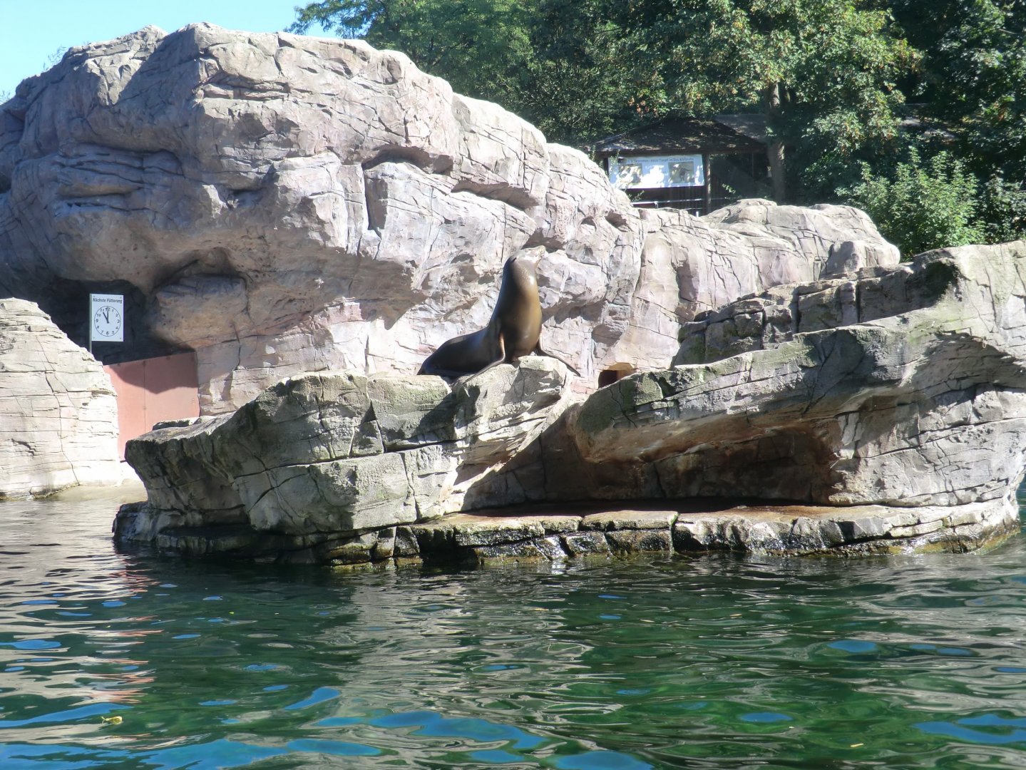 California sealion exhibit
