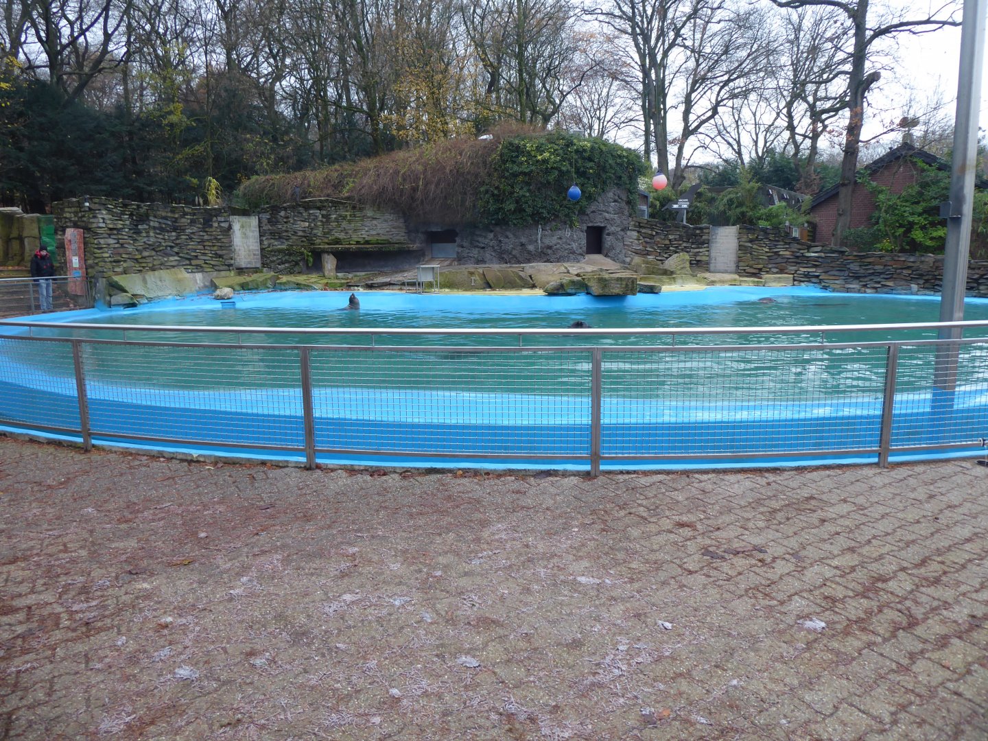 California sealion exjibit 011219