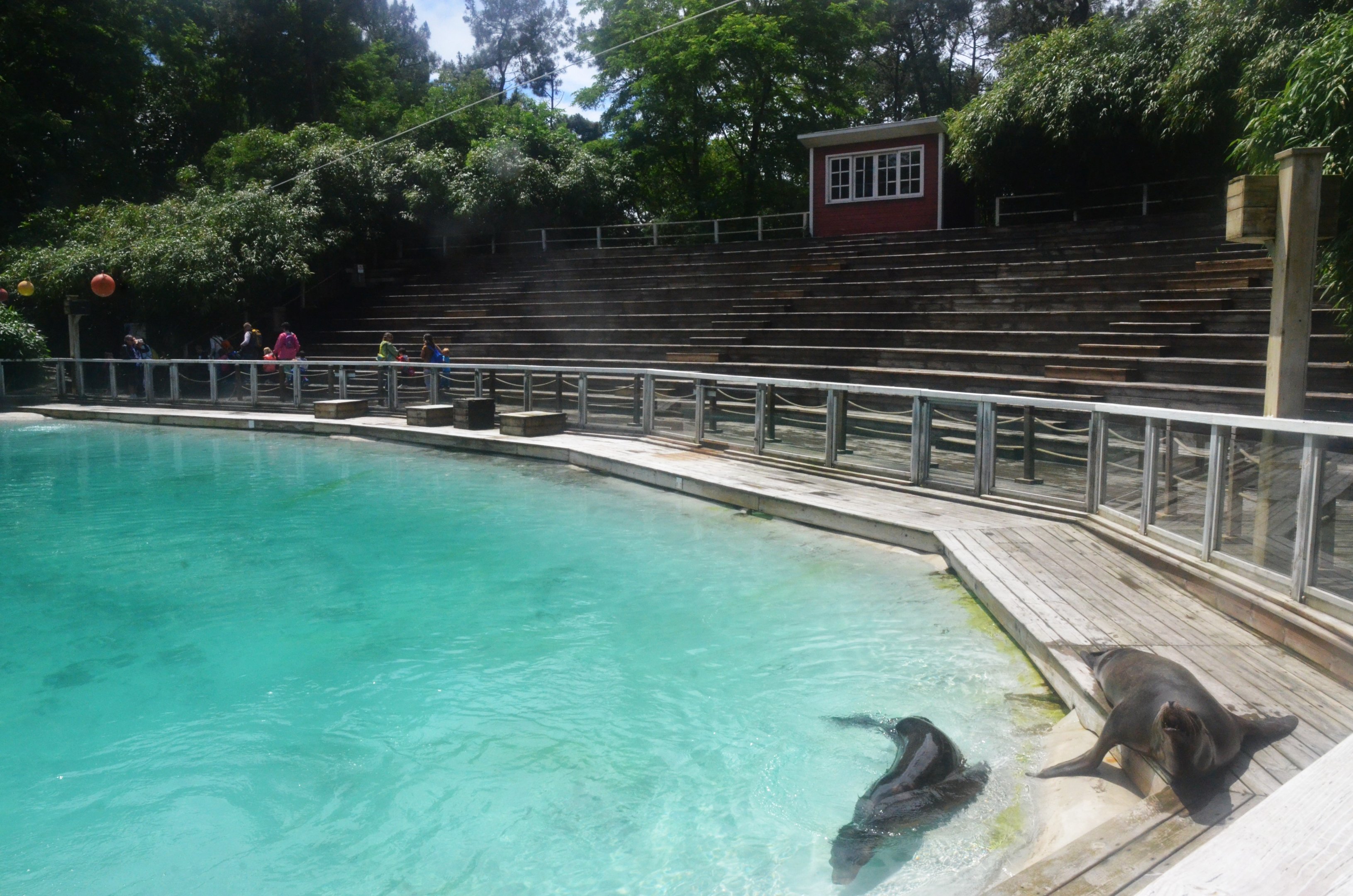 California Sealion Pool at La Flèche, 11/06/18