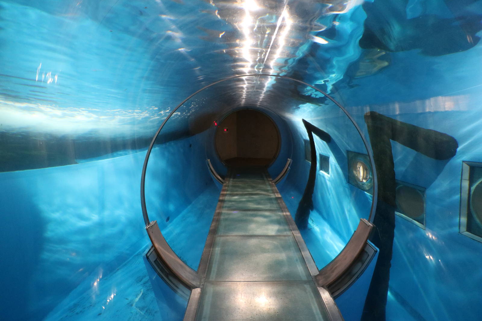 California sealion tunnel, February 2016