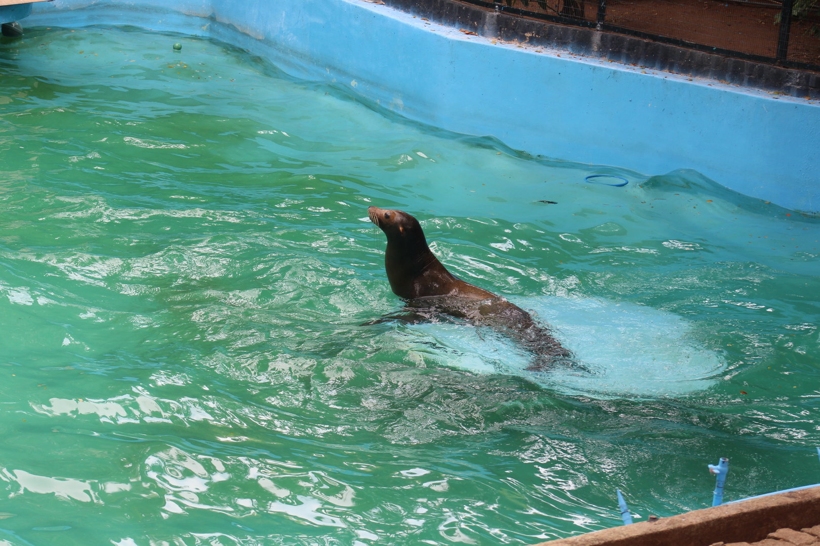California Sealion