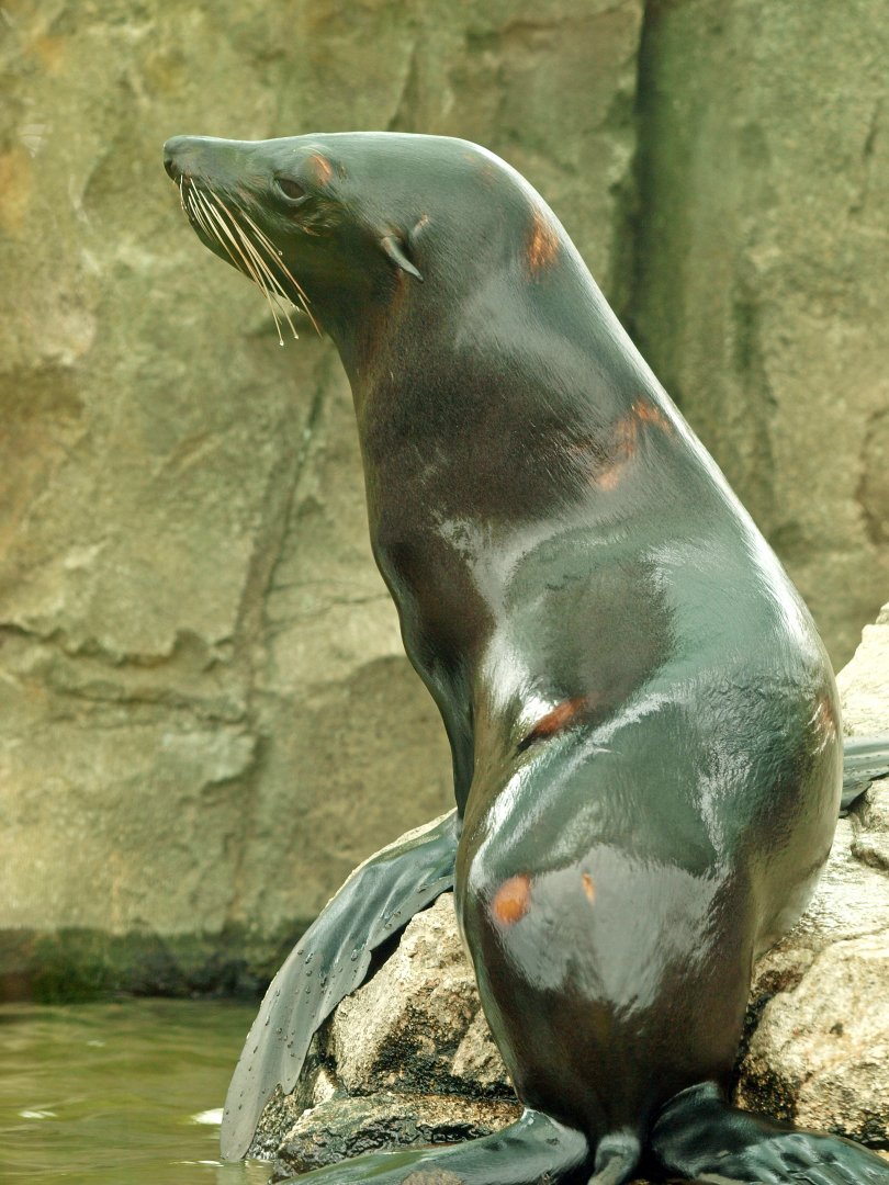 California sealion