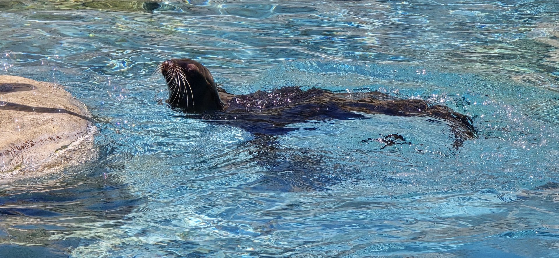 California sealion