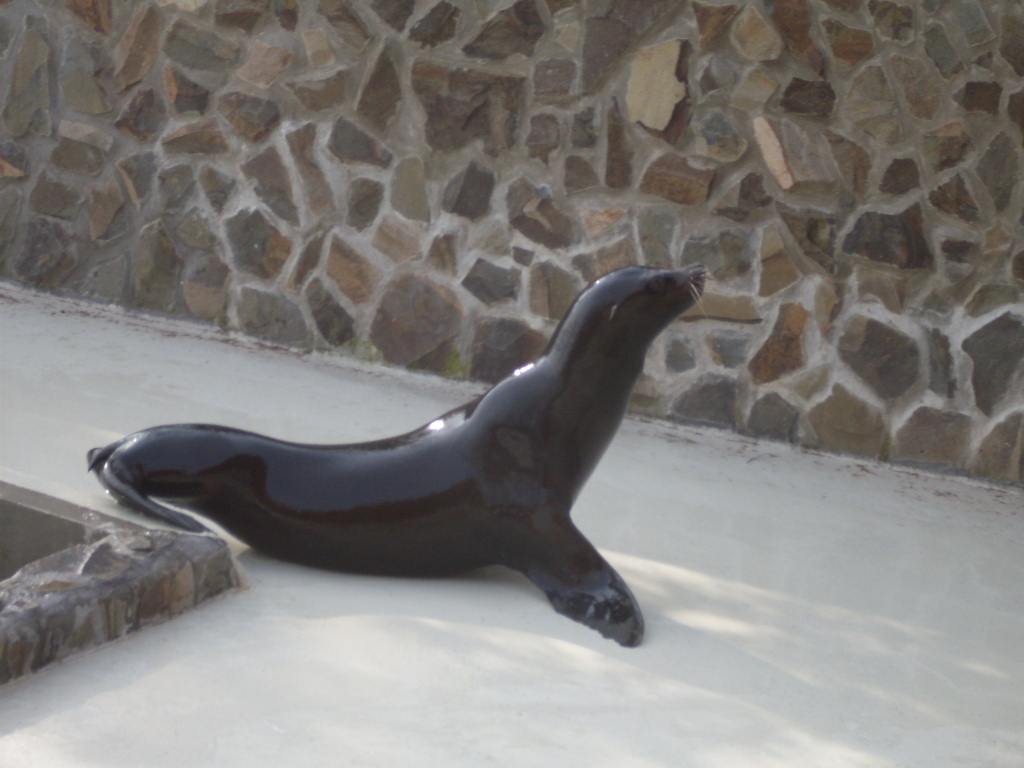 California sealion