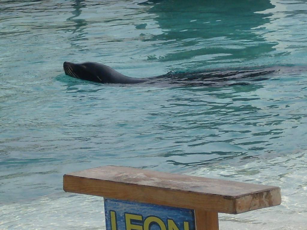 California sealion