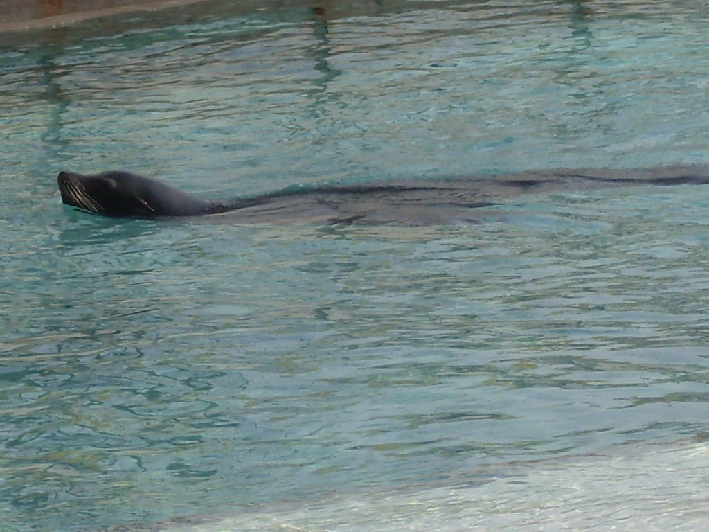 California sealion