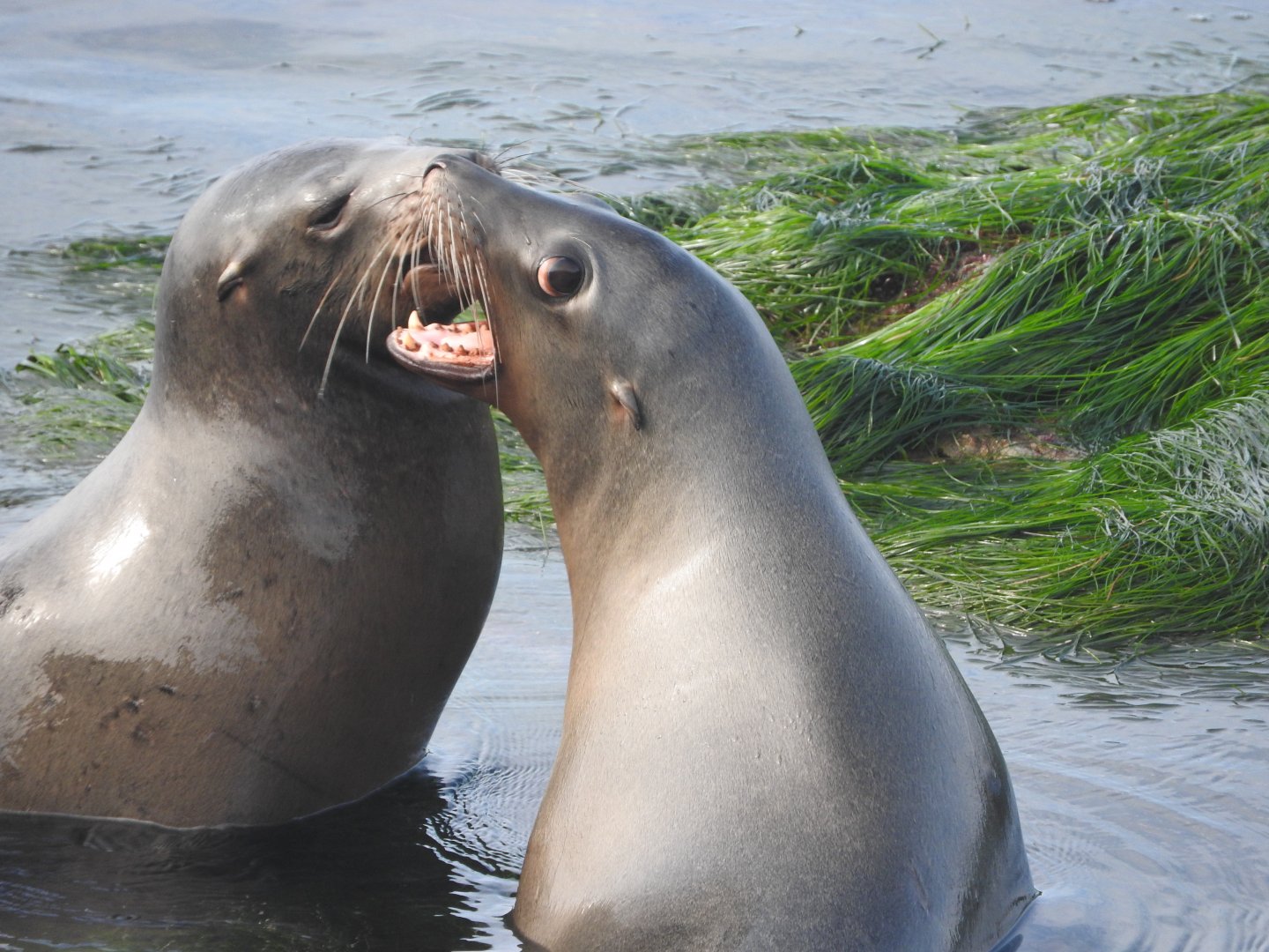 California Sealions