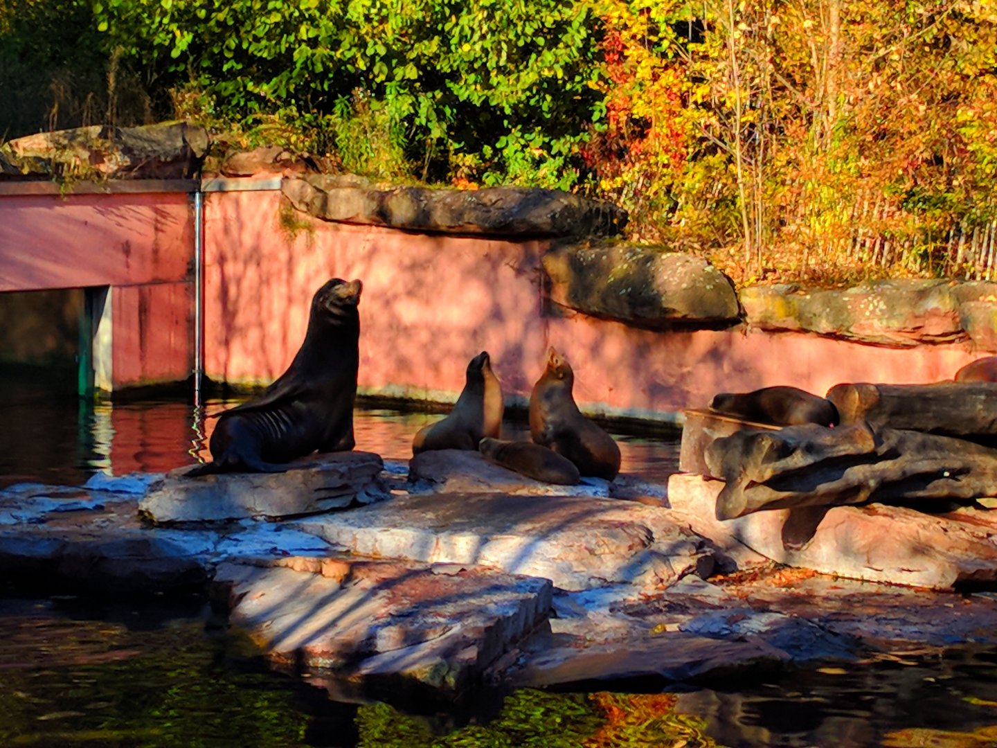 California See Lions