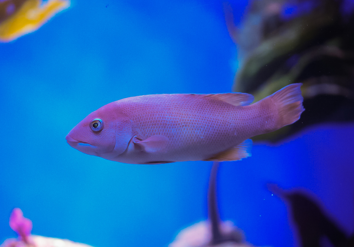 California Sheephead (female)