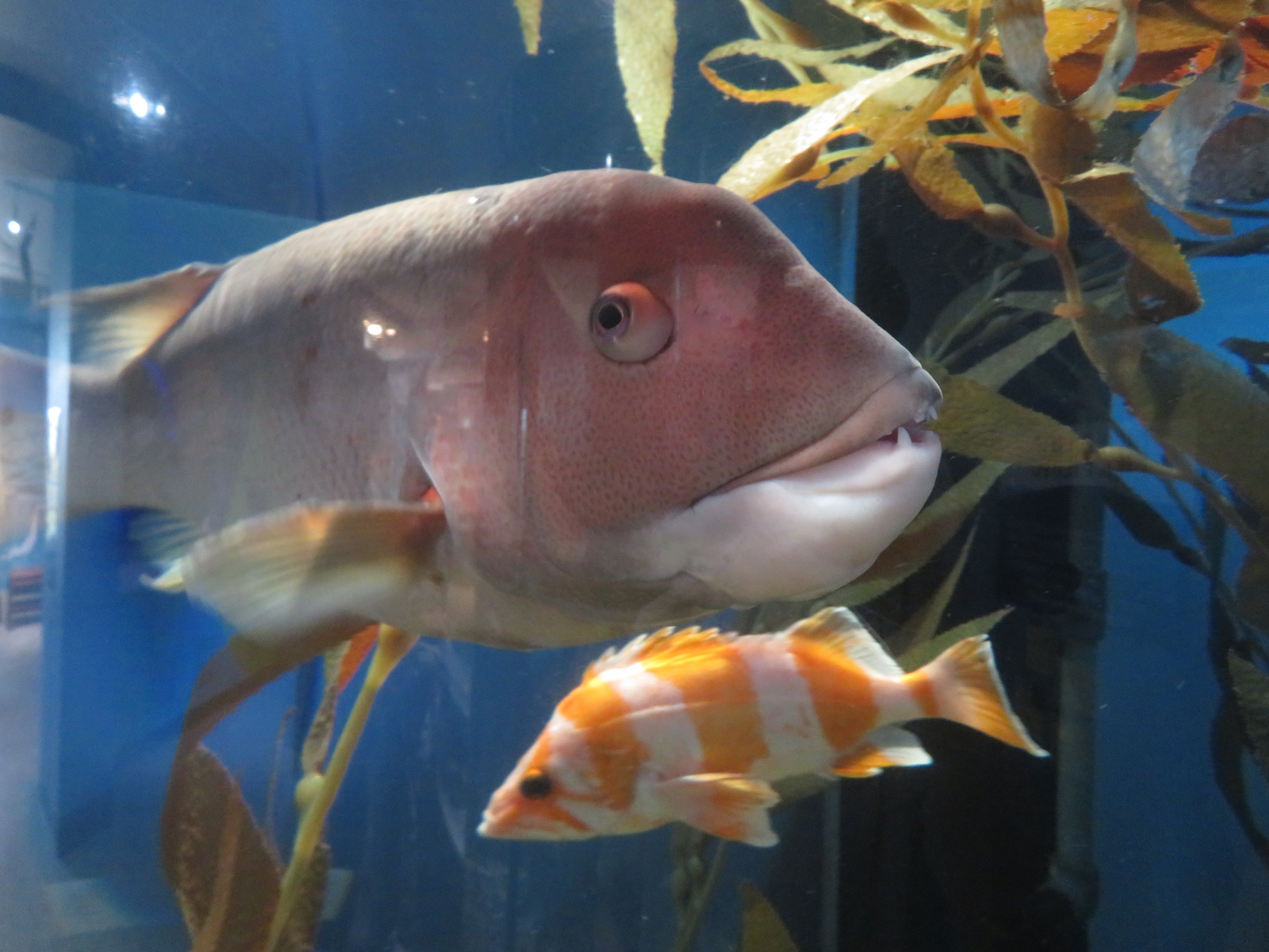 California Sheephead & Flag Rockfish