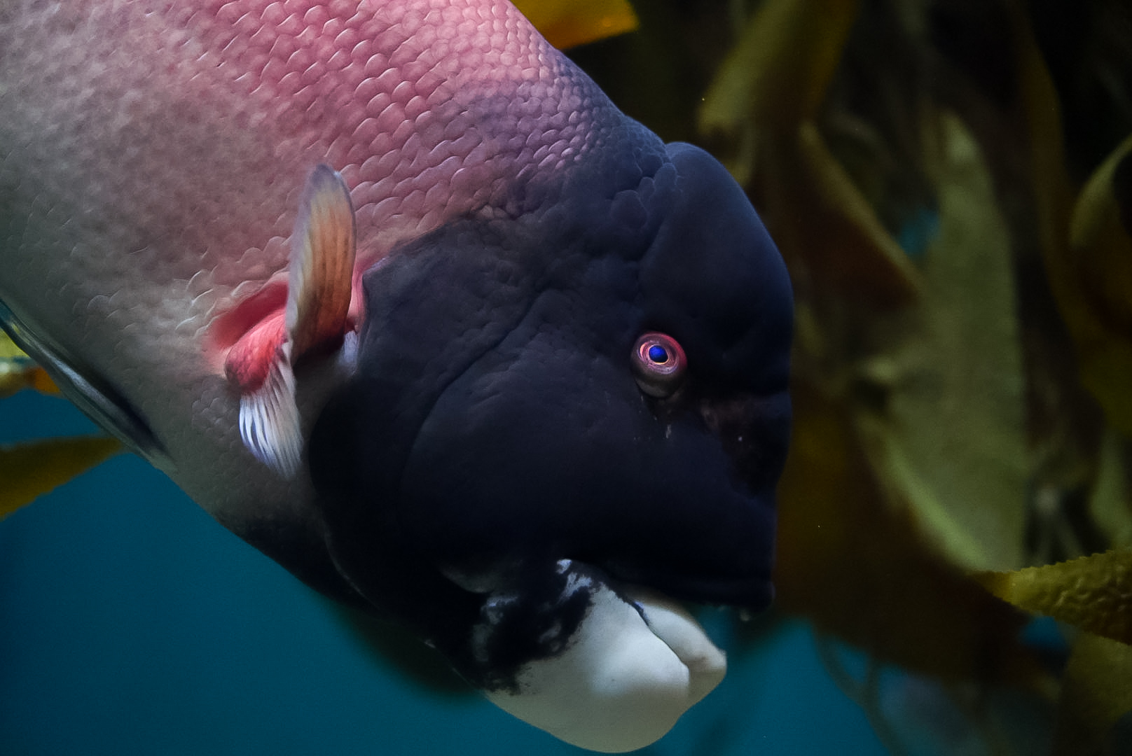 California Sheephead (Male)