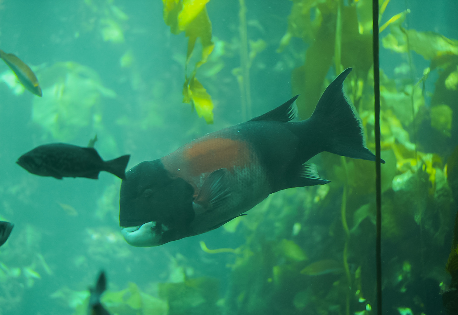 California Sheephead (male)