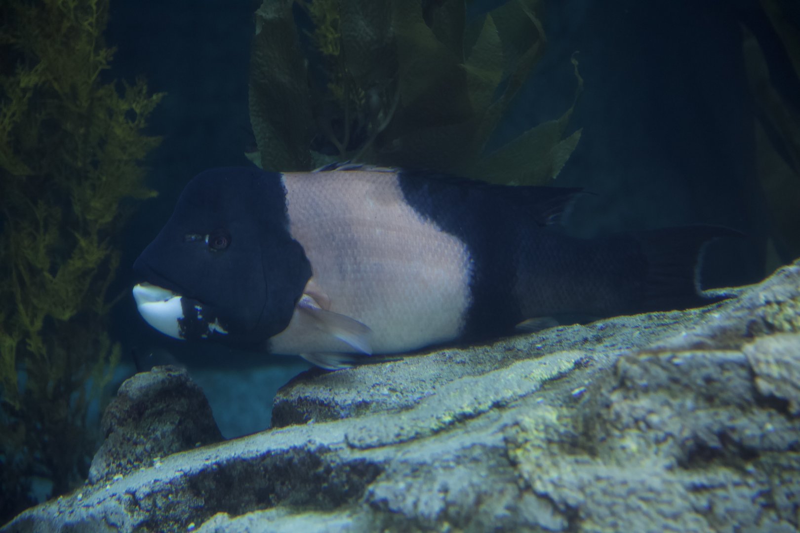 California Sheephead/ Semicossyphus pulcher