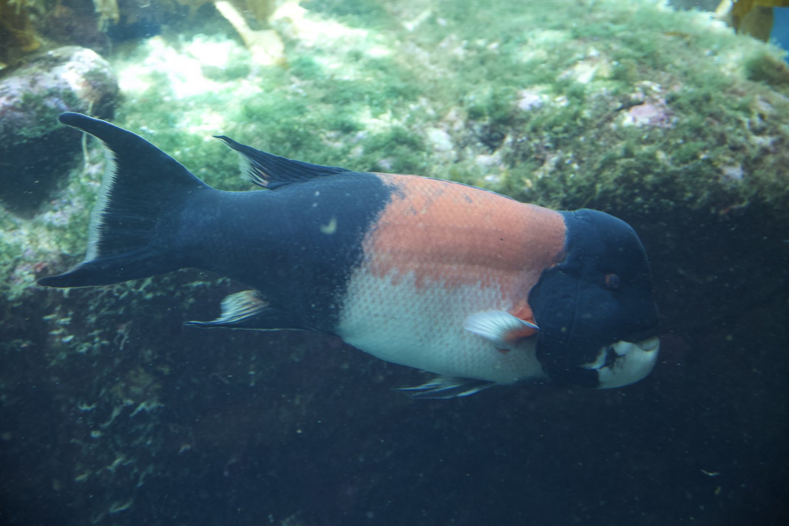 California Sheephead/ Semicossyphus pulcher