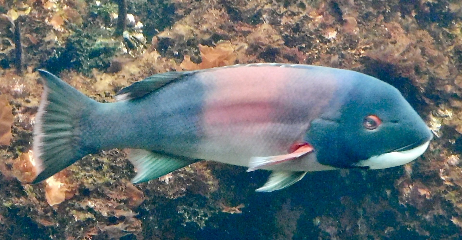 California Sheephead Wrasse (Bodianus pulcher) November 8, 2025