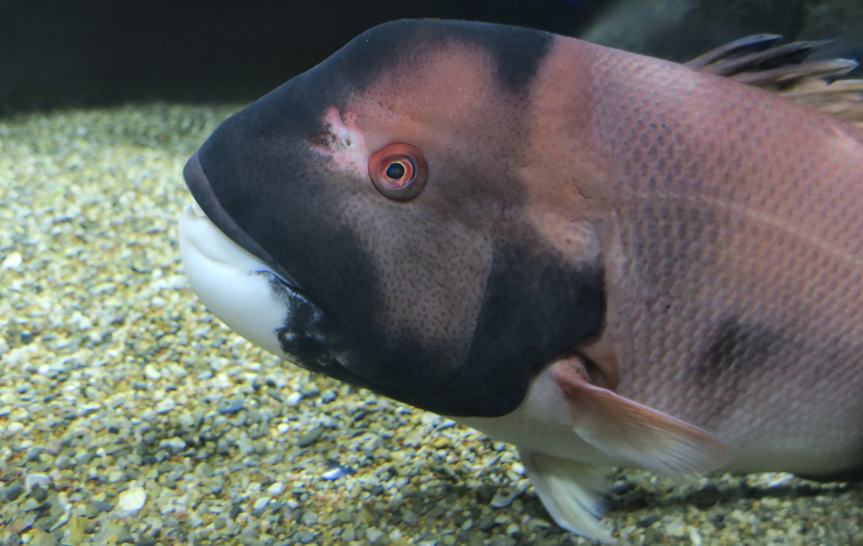 California Sheephead Wrasse (Bodianus pulcher)