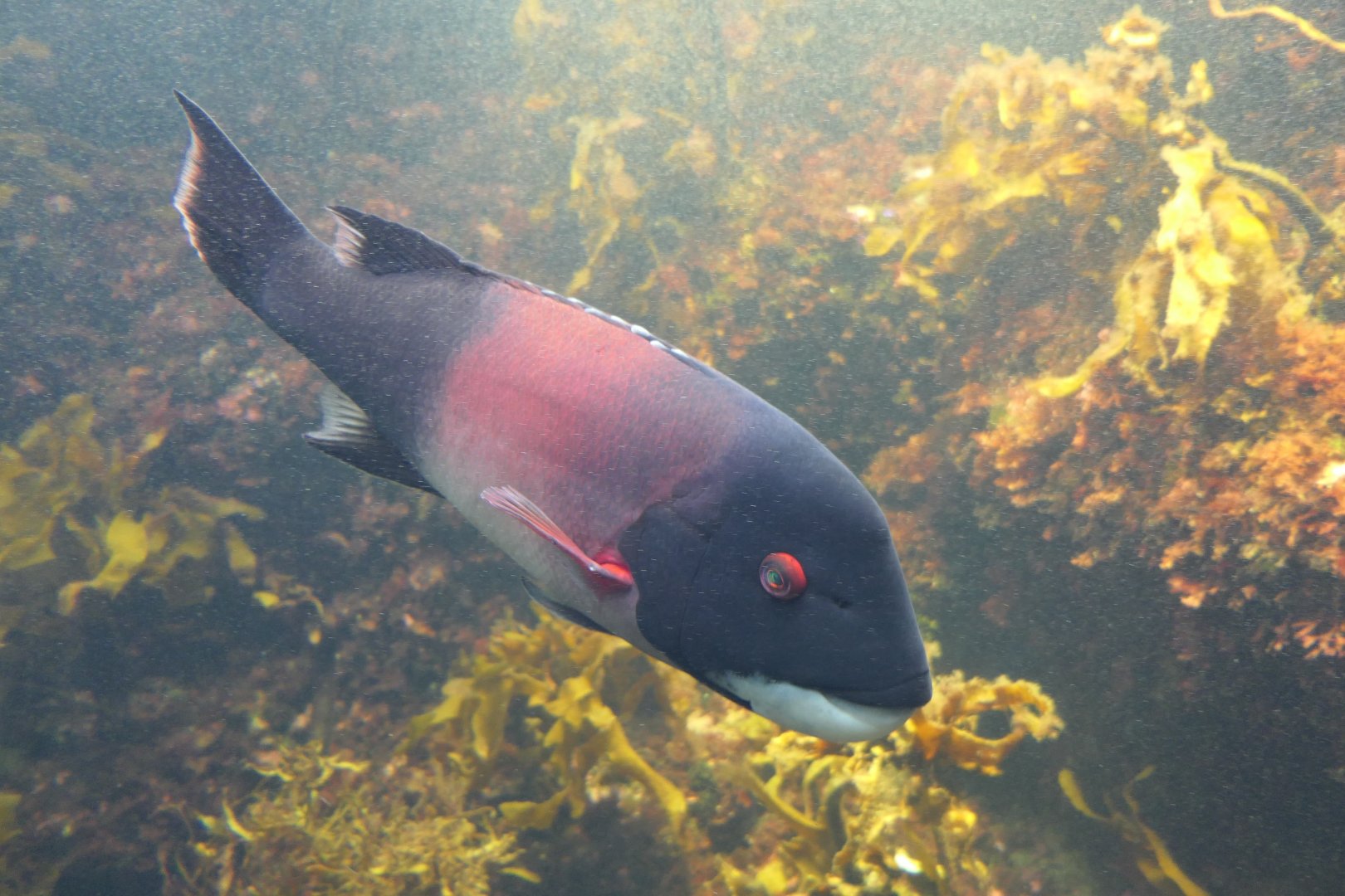 California Sheephead Wrasse (Bodianus pulcher)