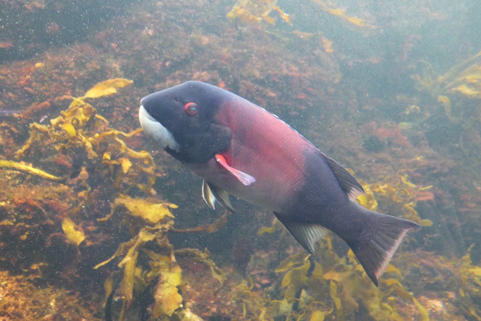 California Sheephead Wrasse (Bodianus pulcher)