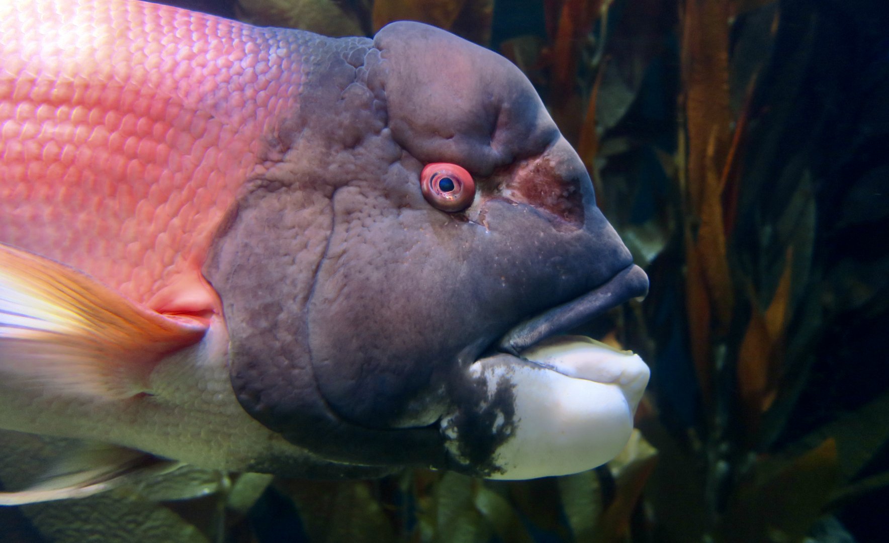 California Sheephead Wrasse (Semicossyphus pulcher)