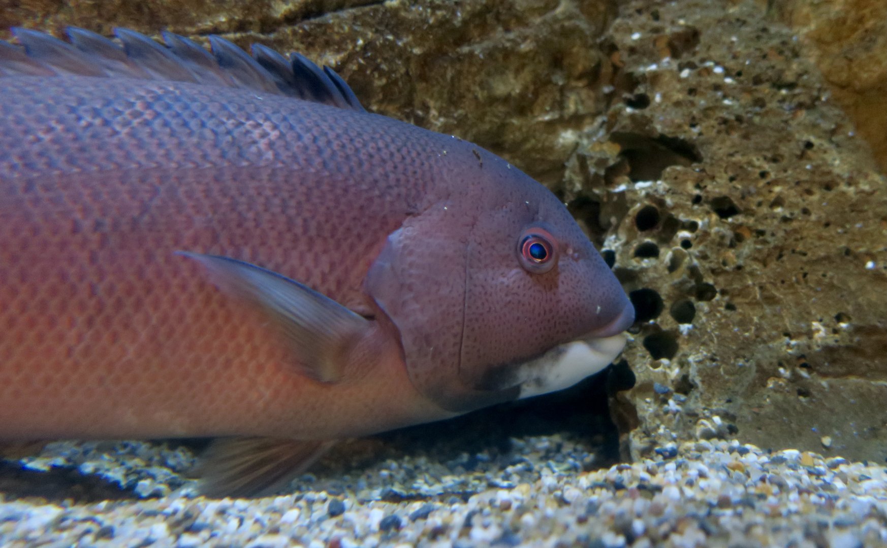 California Sheephead Wrasse (Semicossyphus pulcher)