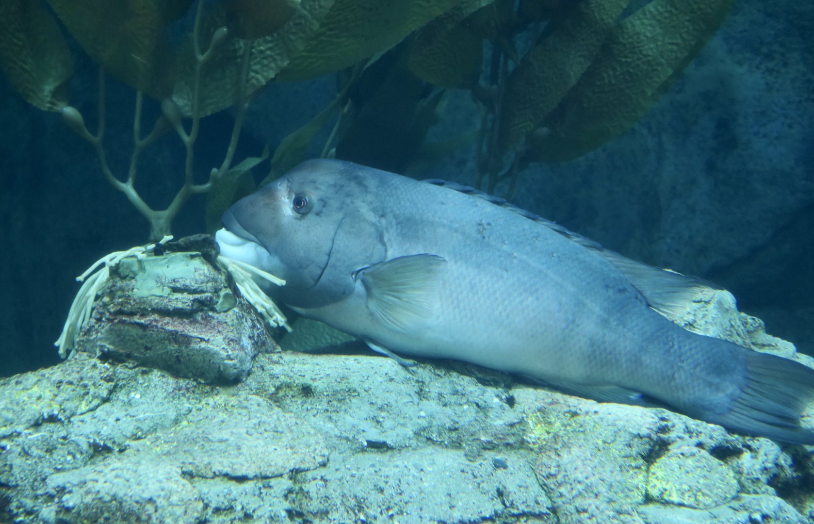 California Sheephead Wrasse (Semicossyphus pulcher)