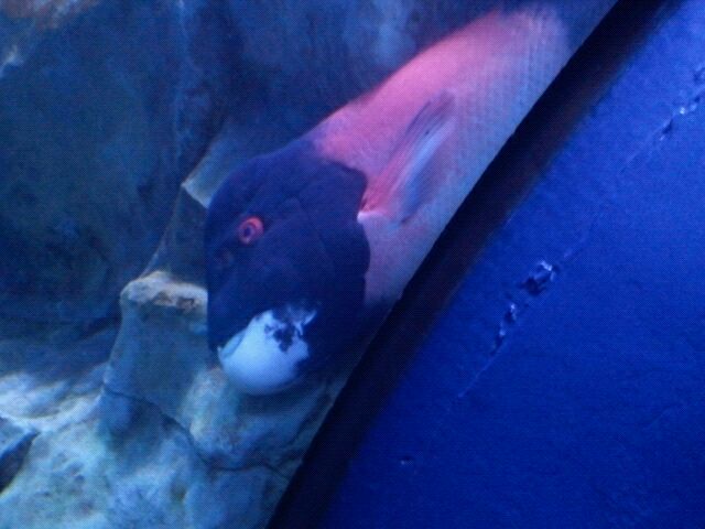California sheephead