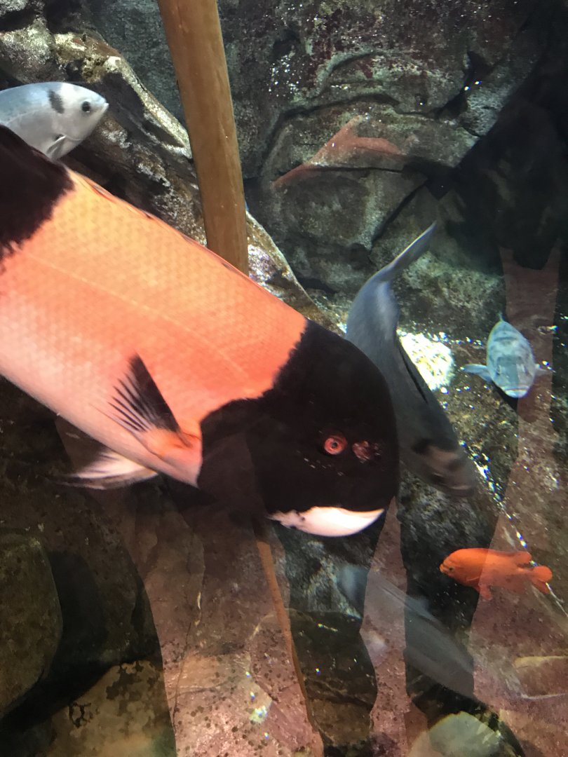 California sheephead