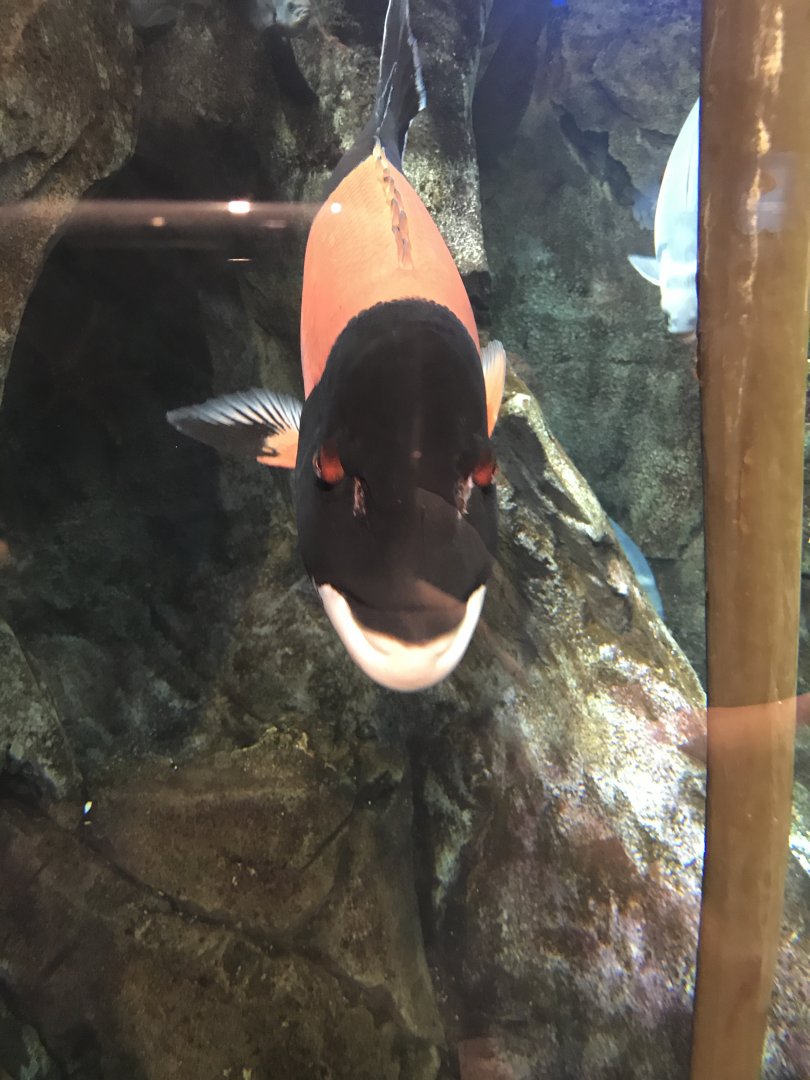 California sheephead
