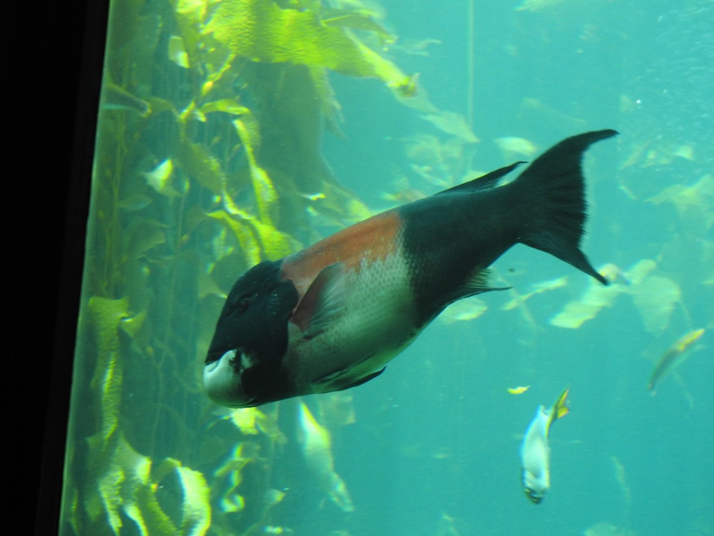 California Sheephead