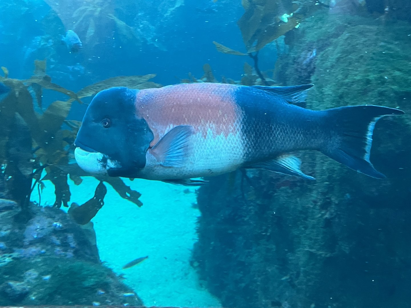 California Sheephead