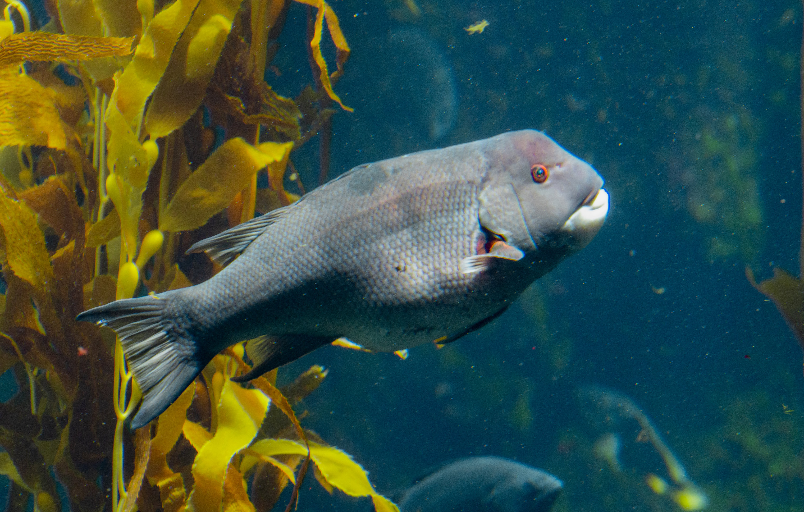 California Sheephead