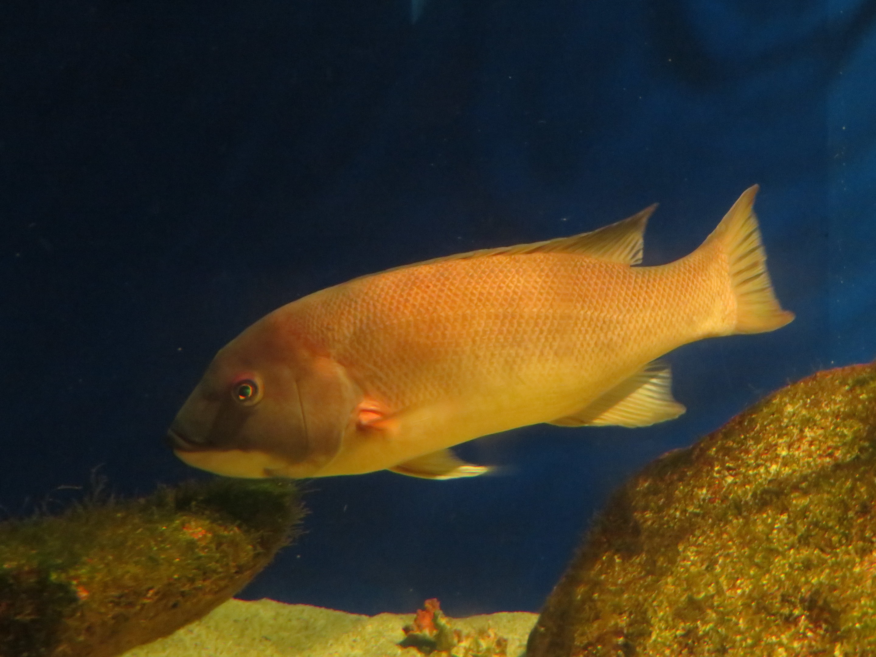 California Sheephead