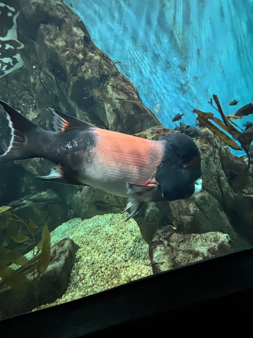California Sheephead