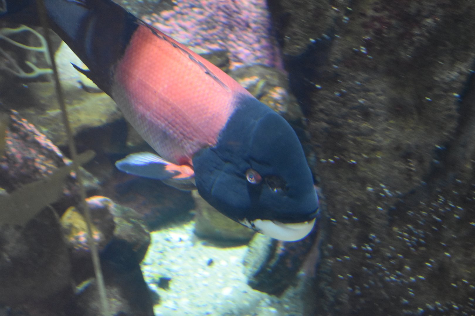 California Sheephead