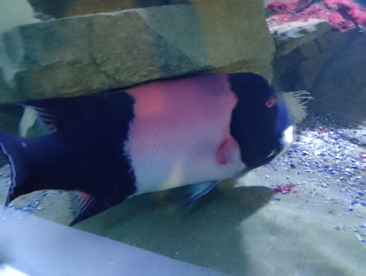 California sheephead