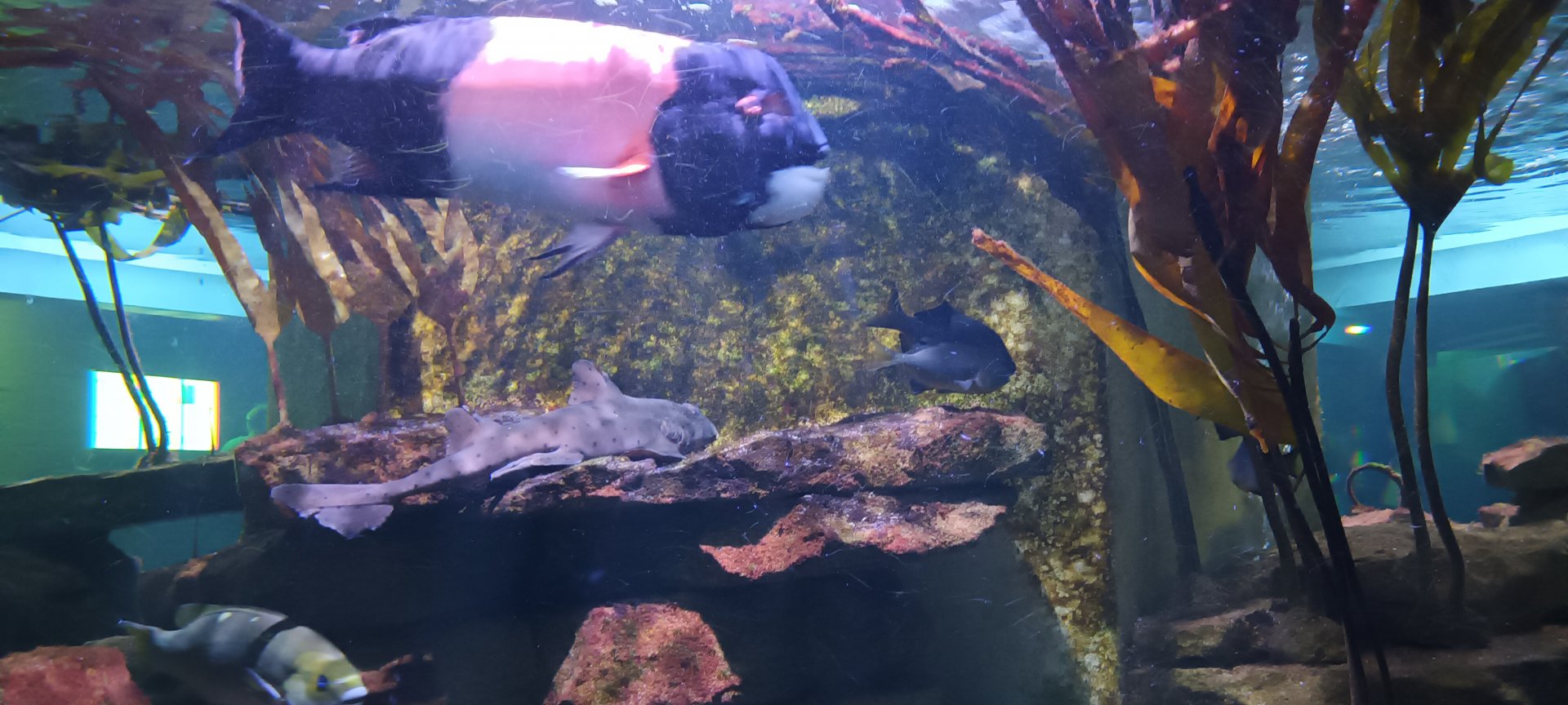 California Sheepshead and California Horn Shark