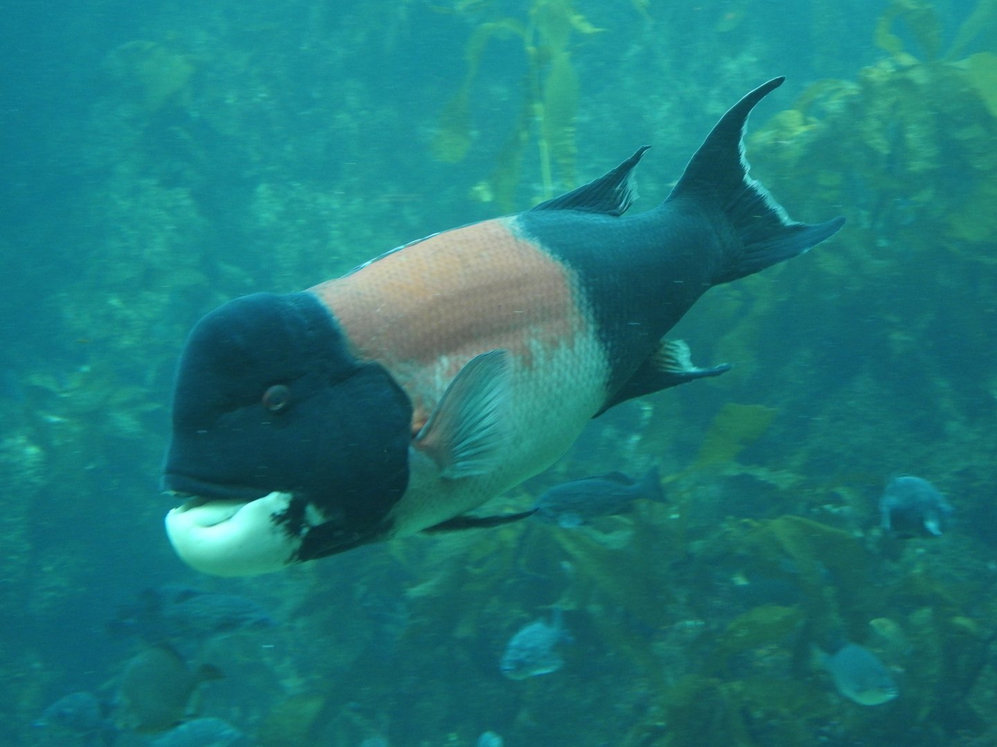 California Sheepshead